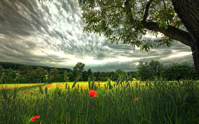 environment, yellow, red flowers, green color, springtime, 2K, Germany, flowerbed, field, fragility, plant, cloud - sky, nature, house, freshness, concrete