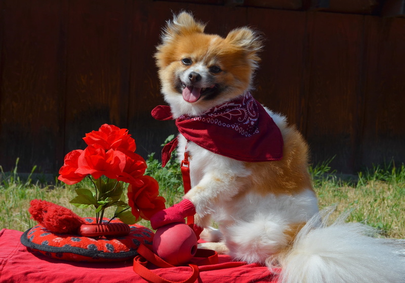 fun, animal, animal themes, chihuahua - Dog, cheerful, love, pet clothing, flowers, beauty, happiness, mouth open, portrait, celebration, small, looking away