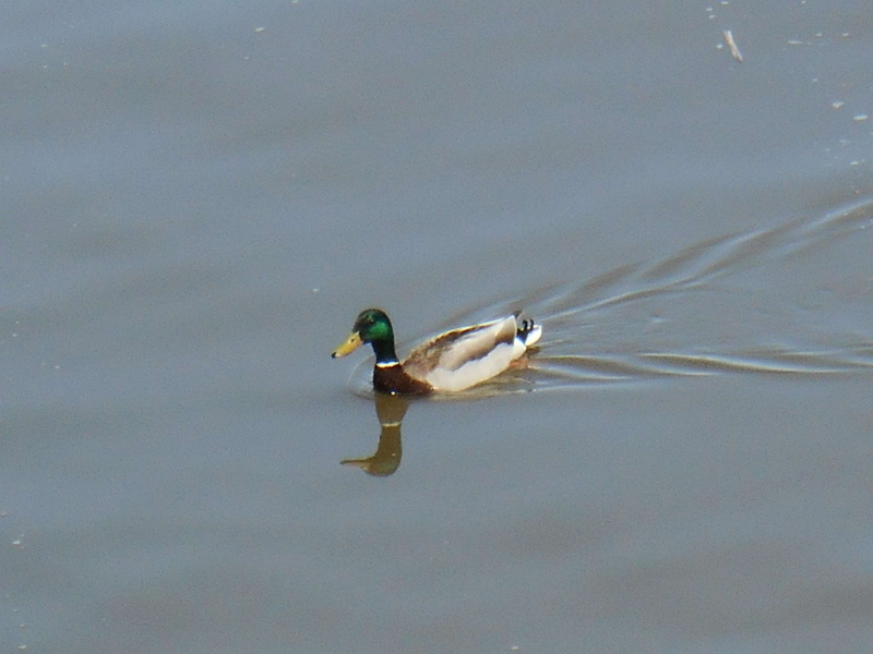 reflection, vertebrate, 4K, animal, eau, water bird, day, water, male, lent, high angle view, poultry, canard, sex, floating on water, animals in the wild
