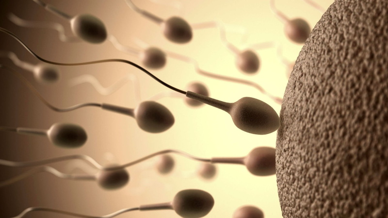 Mating, abstract, Cell, Swimming, man, Male, Swim, abstraction, men, Sexual, life, bokeh, egg, 1sperm, Medical, sperm, 1080P, eggs, psychedelic, Sex, vector