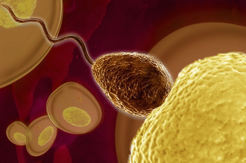 eggs, abstraction, dna, psychedelic, men, medical, swim, bokeh, abstract, 1080P, swimming, male, egg, cell, life, vector, man