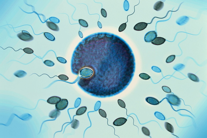vector, male, 1080P, man, cell, swim, abstraction, swimming, medical, eggs, egg, men, psychedelic, abstract, life, dna, bokeh