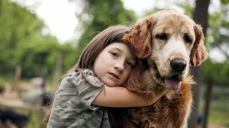 headshot, domestic animals, domestic, pets, embracing, dog, hair, girls, 1080P, hugging, women, child, gray, offspring, s, innocence, children, positive emotion