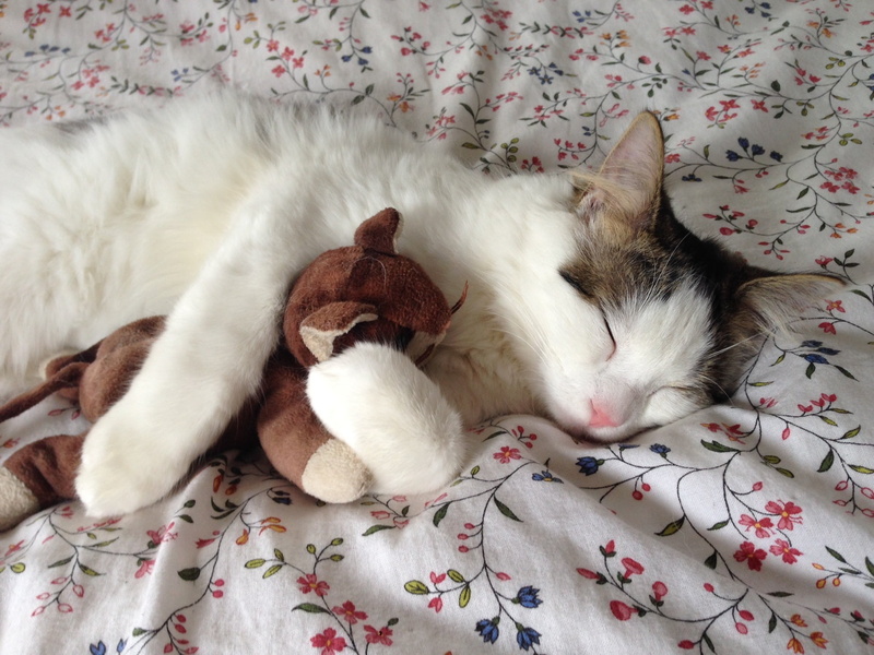 animal themes, cute, resting, lying, animal, pet, floral pattern, hug, mammal, kitten, 1080P, feline, relaxation, domestic Cat, white, stuffed toy, no people