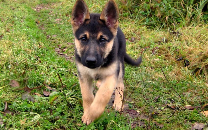 puppies, lovely, beautiful, animals, german, puppy, cute, pretty, 2K, dogs, playful dog, face, playful, bubbles, shepherd