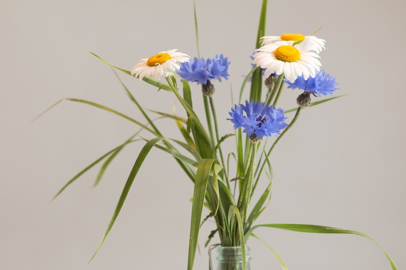 white color, arrangement, greeting card, blue, plant stem, flowering plant, freshness, studio shot, petal, vase, white, indoors, vulnerability, inflorescence