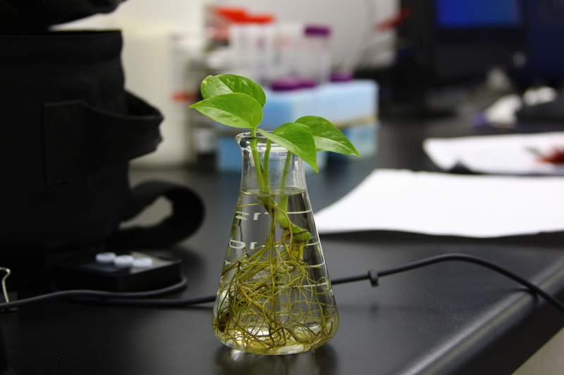 biotechnology, research, glass, plant, education, water, medical research, nature, scientific experiment, biochemistry, jug, science, bottle, table, 2K