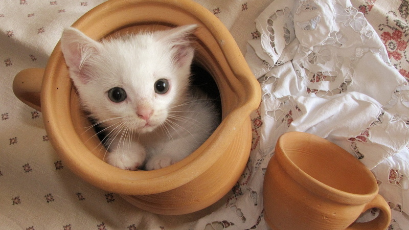 little white, Cat, 1080P, jug, sour cream, little, white