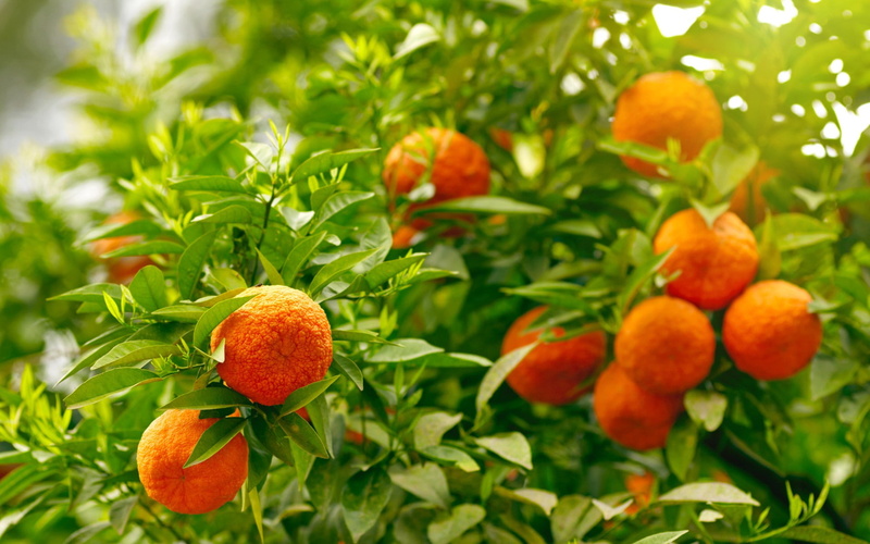 orange, plant, healthy eating, fruit tree, close-up, growth, ripe, tree, plant part, wellbeing, organic, agriculture, nature, no people, outdoors, green color