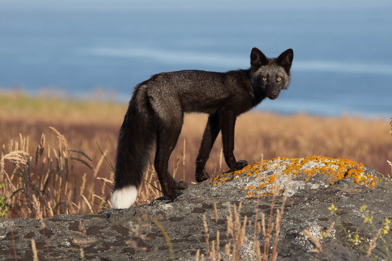 day, winter, rocks, land, young Animal, canine, rock - object, 1080P, dog, solid, black, outdoors, photography, fur, standing, snow, one Animal, animal