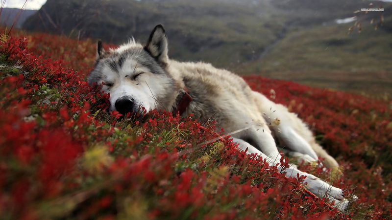 pets, domestic animals, no people, red, mammal, field, sad, domestic, vertebrate, selective focus, plant, one animal, day, 1080P, nature, animal themes