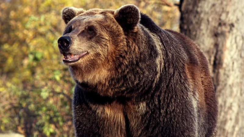 2K, animal, looking, no people, bear, nature, animal body part, animal themes, one animal, mouth open, animals in the wild, vertebrate, animal head, focus on foreground
