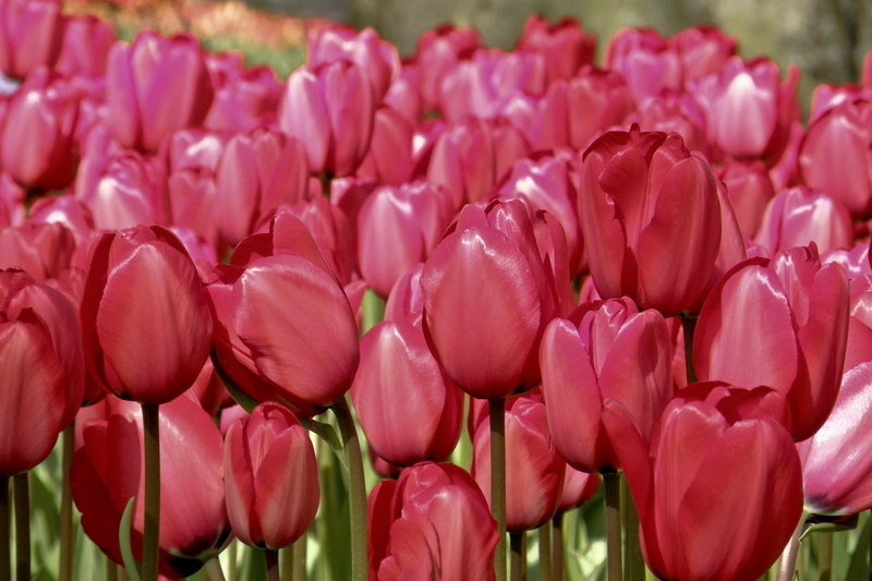 tulips, red, field, cherry, nature and landscapes, and lots of them, pretty, 1080P