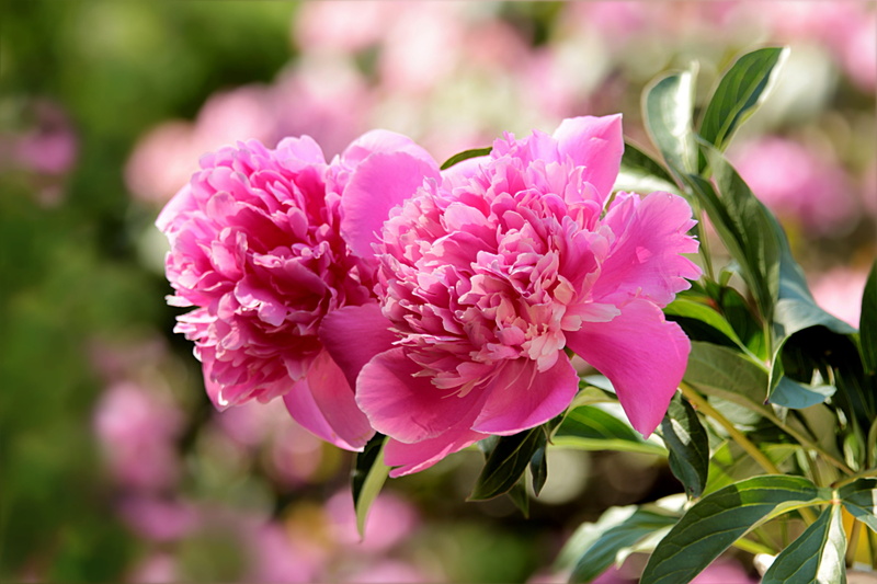 petal, inflorescence, leaf, flowering plant, close, flowerbed, pink, blossom, plant part, ornamental garden, springtime, bouquet, bunch of flowers, plant