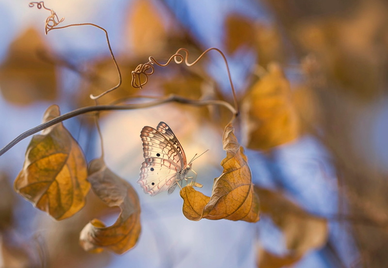 autumn, macro, leaves, Eleonora Di Primo, branches, 1080P, butterfly