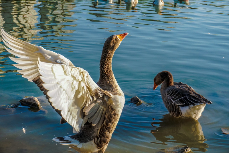 nature, group of animals, water bird, day, animal, 5K, animals, waterfront, bird, animal themes, no people, water, wildlife, animals in the wild, goose