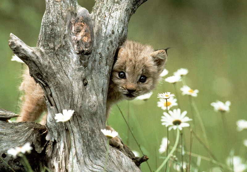 animal wildlife, close-up, tree trunk, tree, cool pictures, 720P, day, baby animals, focus on foreground, plant, no people, wild photos, vulnerability