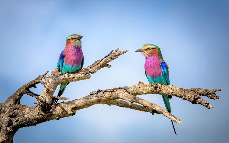 Wildlife, Bird, Animal, Lilac-Breasted Roller, Colorful, Birds, 1080P, Colors, Branch