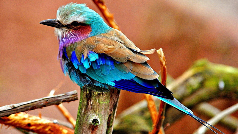 feather, coracias caudatus, coraciiformes, beak, lilac-breasted roller, fauna, bird, wildlife, 1080P, roller
