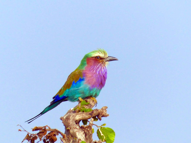 kenya, colorful, multi Colored, one animal, red, nature, birds, animal, branch, plant, multicolored, bee-Eater, perching, vertebrate, low angle view, natural condition
