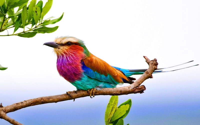Birds, Bird, Animal, 1080P, Colorful, Lilac-Breasted Roller, Branch