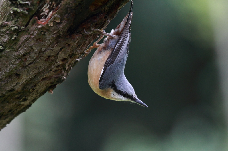 white, outdoors, close-up, breasted, nature, photography, animals in the wild, 5K, nuthatch, beak, animal, feather, no people, tree trunk, focus on foreground