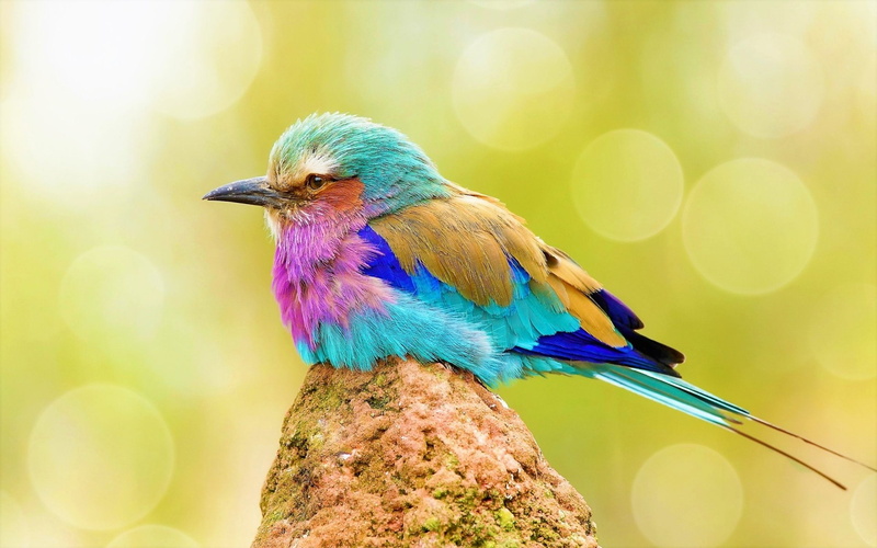 Bird, Lilac-Breasted Roller, Birds, 1080P, Animal, Colorful