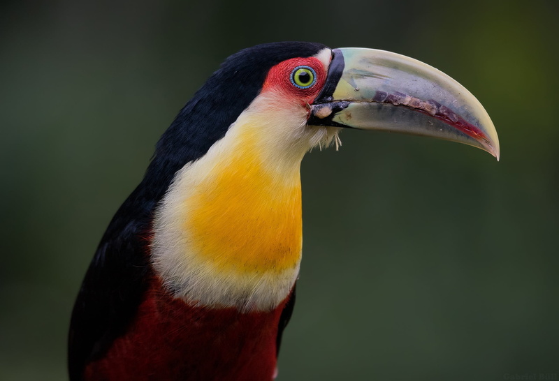 Toucan, 1080P, background, The red-breasted Toucan, beak, bird