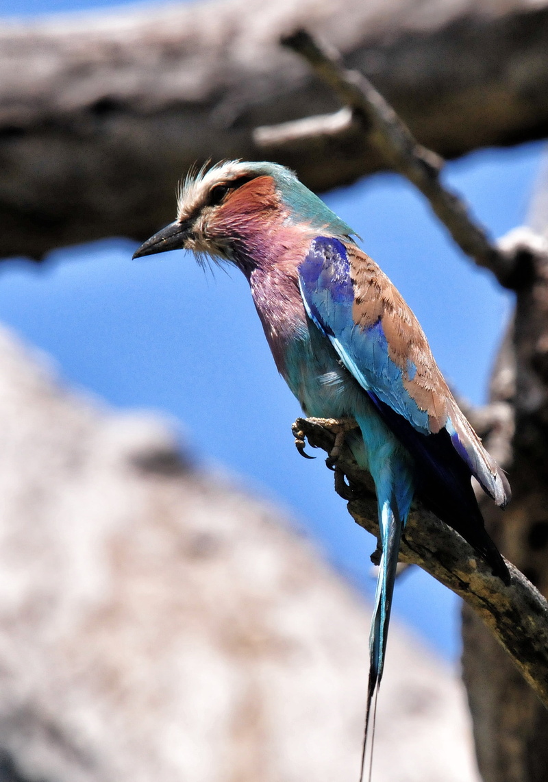 focus on foreground, nature, plant, indian, kingfisher, animal wildlife, tree, perching, animal themes, roller, day, outdoors, vertebrate, branch, bird