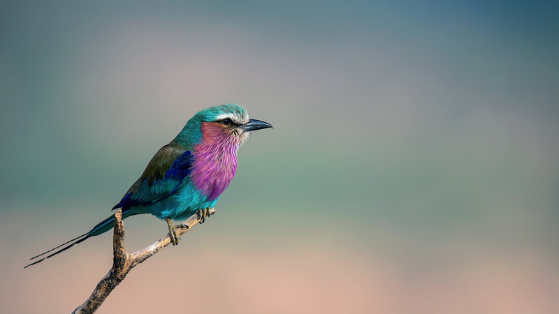 Sirenevaya roller, Lilac-breasted Roller, 1080P, branch, bird, Coracias caudata