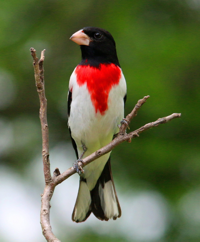 songbird, red, no people, outdoors, black, perching, focus on foreground, color, rose, animal, male, grosbeak, 1080P, photo, breasted, one animal, branch