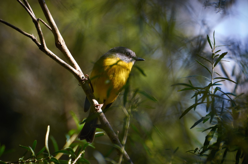 bird, yellow, ornithology, outdoors, winter, animal, animal wildlife, australian, birds, nature, birdwatching, yellow breasted robin, selective focus, animals in the wild