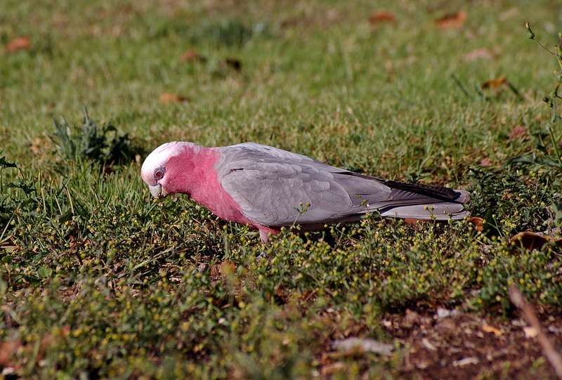 grey, no people, animal wildlife, animal themes, outdoors, queensland, field, white, vertebrate, day, side view, growth, animals in the wild, grass, parrot