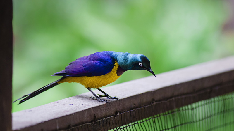4K, 槟城, Pulau Pinang, close-up, George Town, 北海, Malaysia, animals, animal, Bird Park, bird, blue, Butterworth, and blue, Perai, nikon d7000, animals In The Wild