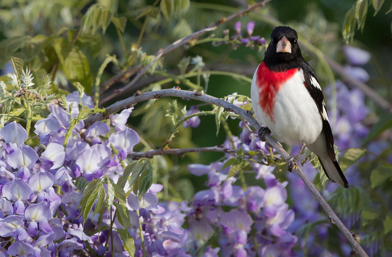 bird, The red-breasted cardinal Dubonosov, Wisteria, 1080P, branch