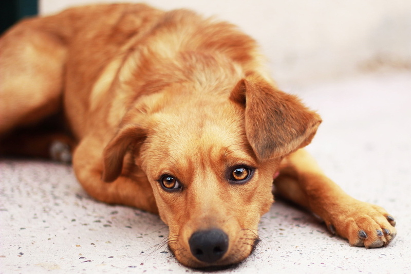 brown, pets, friendship, retriever, tan, lying Down, cute, 1080P, portrait, sadness, young Animal, sitting, small, backgrounds, animals And Pets, fun