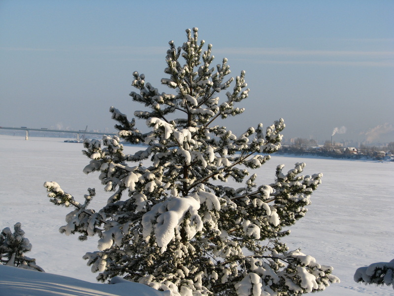 perm krai, russia, land, day, beauty, frost, plant, open space, landscape, tranquil scene, branch, the river kama, tranquility, outdoors, no people, water