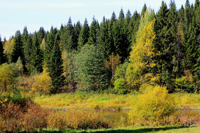 Perm Krai, trees, river, forest, Russia, autumn, 2K