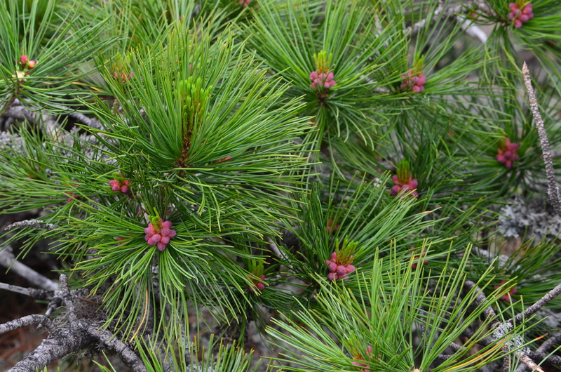 nature, day, field, high angle view, plant part, close-up, needle - plant part, outdoors, ural, landscapes, growth, 4K, coniferous tree, branch, beauty in nature