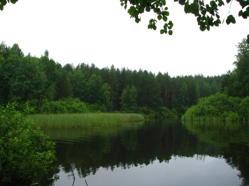 no people, growth, waterfront, tree, calm, lake, forest, clear sky, living nature, green color, beach, trees, russia, silence, non-urban scene, travel