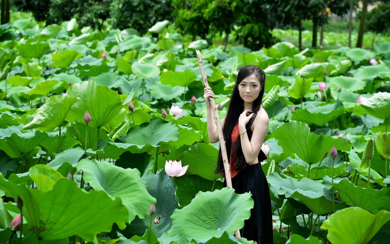 Vietnamese, Lotus, Pond, 1080P, Women, Asian, Leaf, Girl, Woman