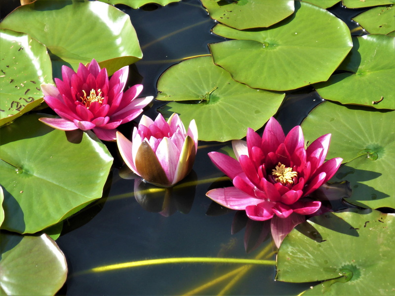 flower head, plant, outdoors, nature, leaf, flowering plant, pink color, flowers, zen, beauty in nature, petals, lotus water lily, button, bloom, water lily