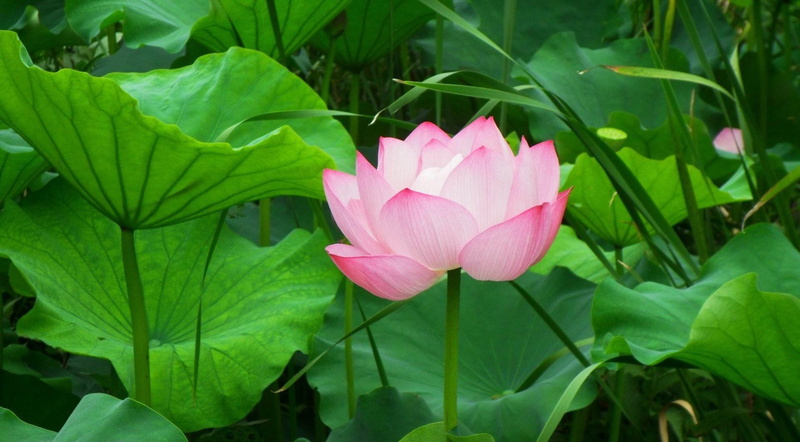botany, lily, flowering plant, summer, backgrounds, pink Color, multi Colored, nature, red, season, herbs, growth, plant part, outdoors, water Lily, close-up