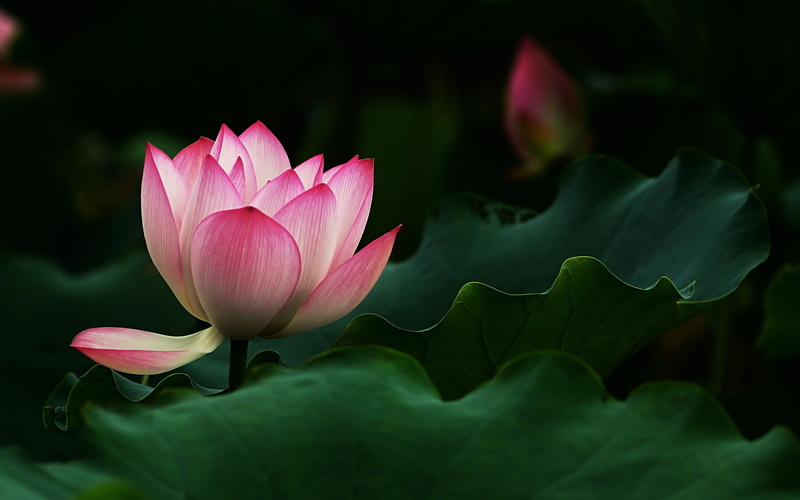 lotus water lily, growth, pond, flowers, nature, flower, beautiful, water lily, no people, pink color, lotus, inflorescence, petal, softness