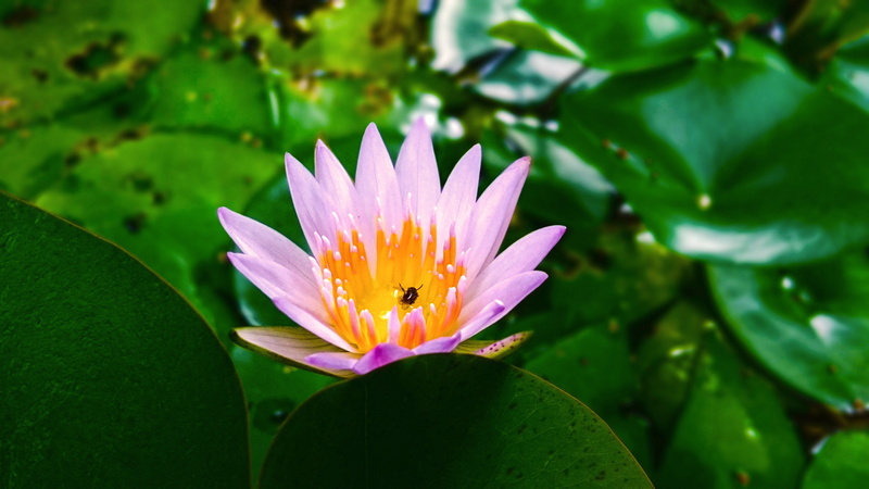 flowering plant, inflorescence, plant part, growth, beauty in nature, fragility, floating on water, 4K, water, petal, pollen, brown, flower, lotus flowers