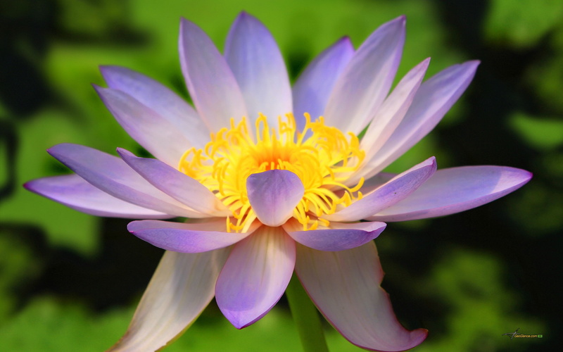close-up, vulnerability, lily, inflorescence, leaf, pollen, beauty in nature, flowering plant, flower head, fragility, water lily, flowers, flower, 2K