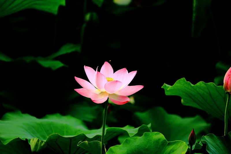 flower, flowering, outdoors, growth, inflorescence, pollen, lotus, freshness, close-up, plant part, vulnerability, plant, leaf, lutos, petal, no people