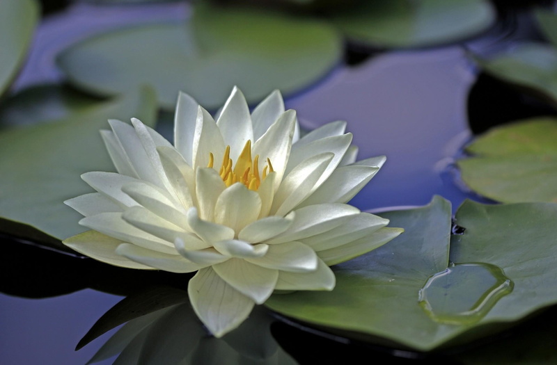 leaf, nature, lotus, fragility, lotus Water Lily, plant part, inflorescence, flower Head, yellow, vulnerability, growth, purple, close-up, blossom, beauty In Nature
