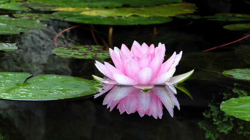 reflection, calm, lotus water lily, water, pink color, pond, water lily, plant, summer, vulnerability, growth, purple, 2K, floating on water, freshness