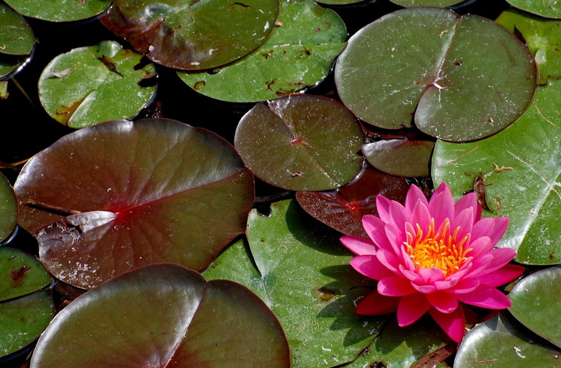 flowering plant, lotus, lotus Water Lily, fragility, vulnerability, flower Head, plant, plant part, floating, leaf, yellow, close-up, leaves, petal, summer